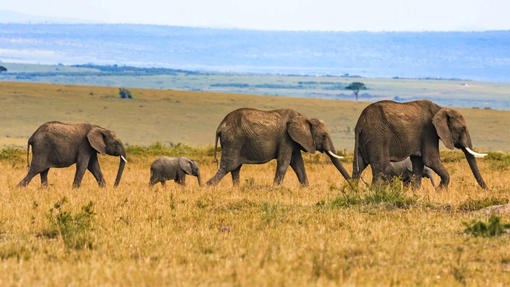 Home Slider 02 Elephants