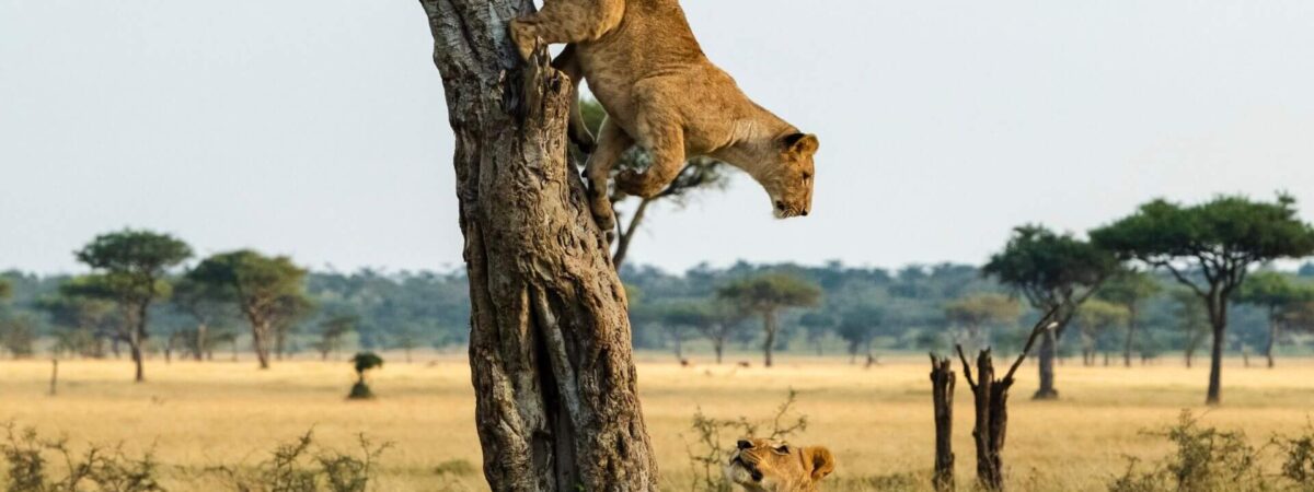 Queen-Elizabeth-National-Park