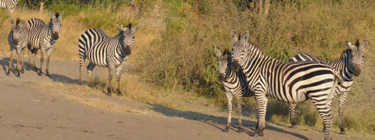 drives in mburo