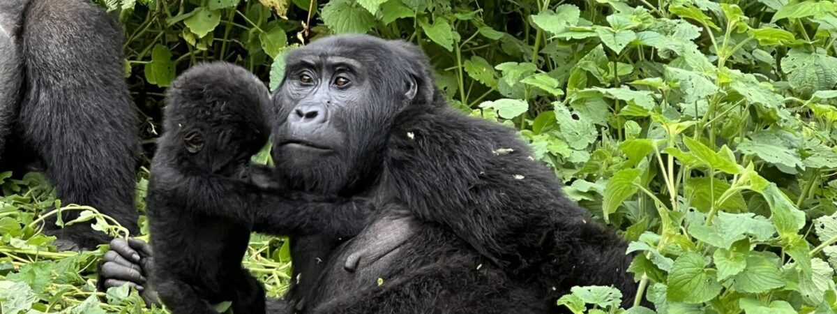 gorilla