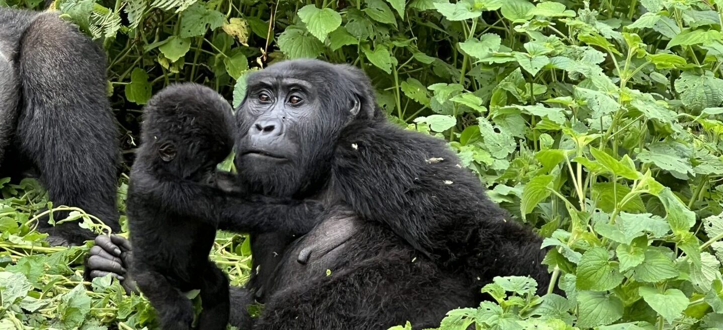 gorilla