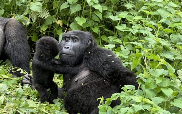 12 Days Uganda Primates and Wildlife Safari