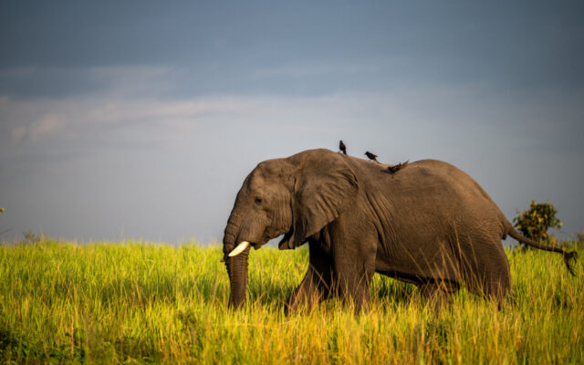 10-Day Uganda Gorilla and Wildlife Safari