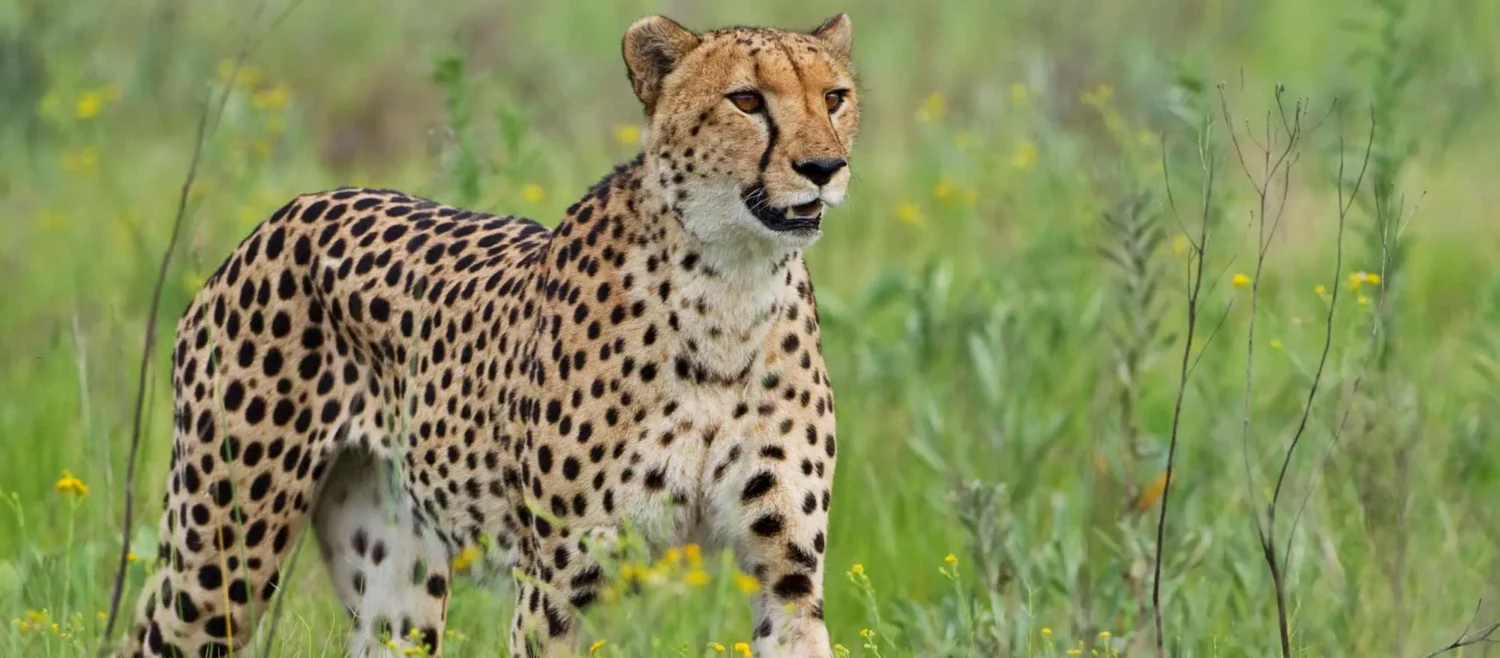 cheetah in kidepo valley national park]