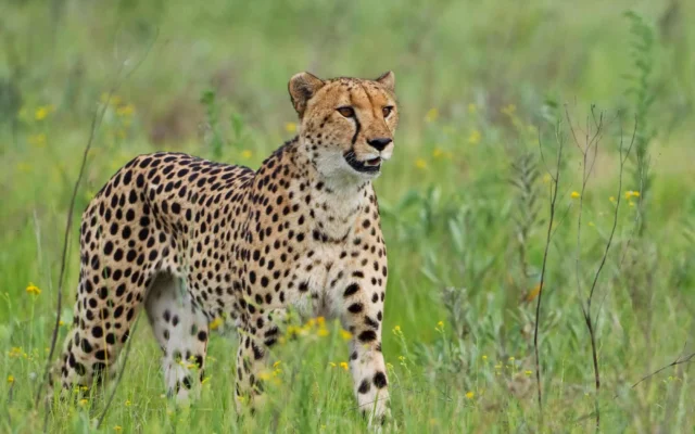 14 Days Uganda Wildlife Safari