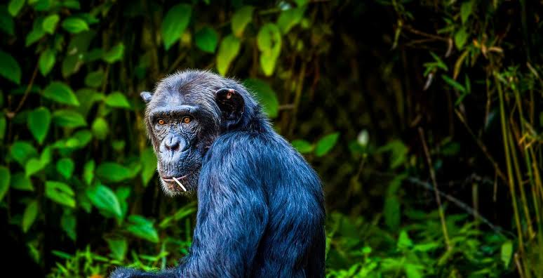 chimpanzee in kibale national park