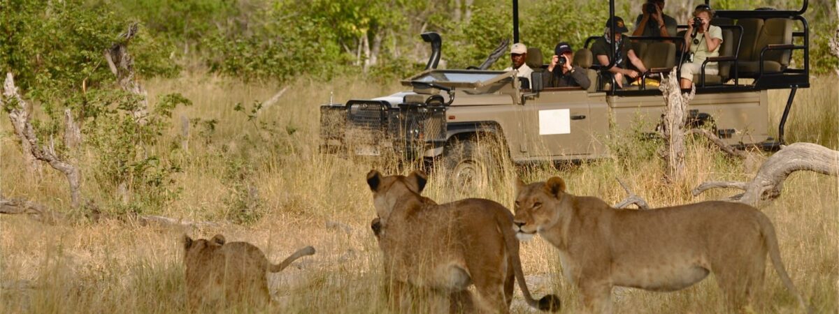 game drive at murchison
