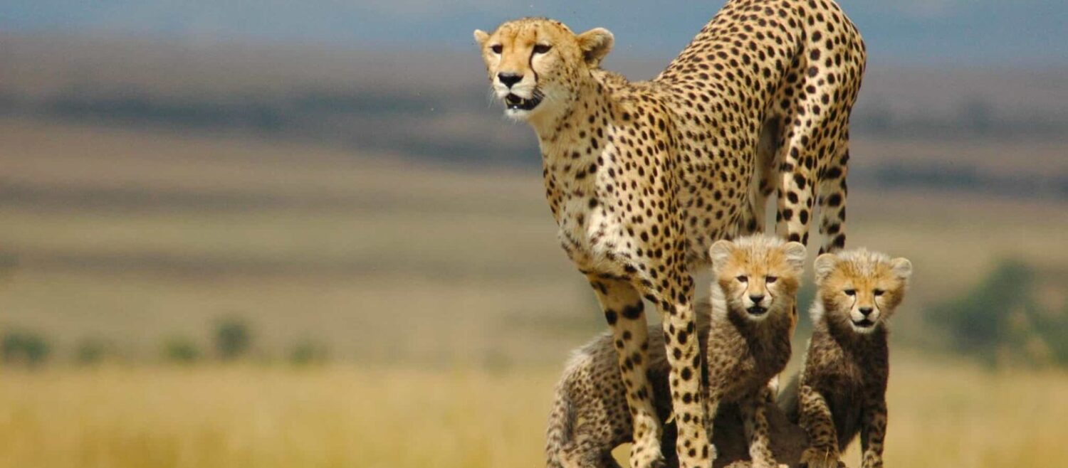 kidepo national park