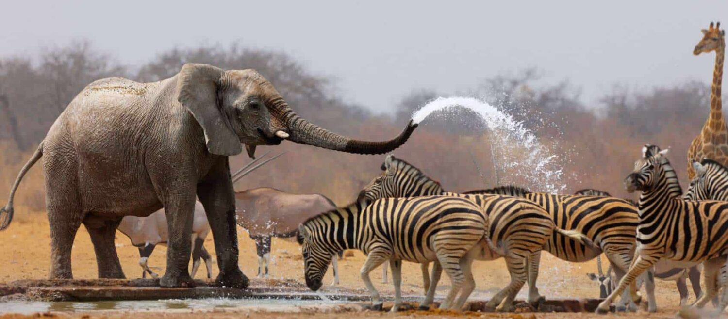 wild life