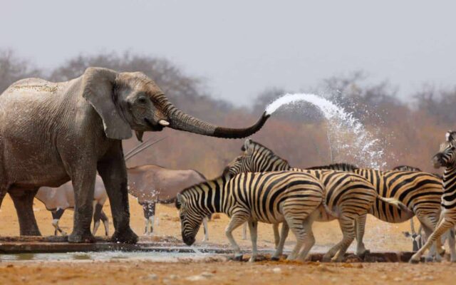 7 Days Uganda Wildlife Safari