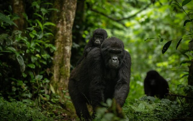 7 Days Uganda Primates and Wildlife Safari
