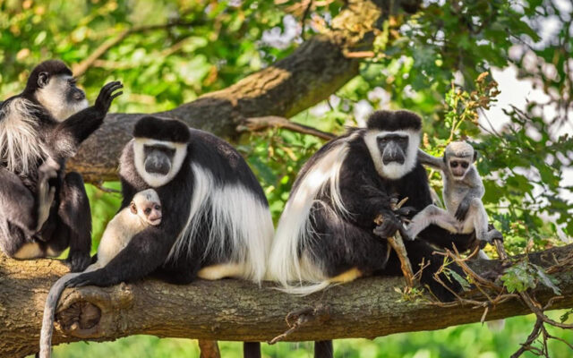 6 days Rwanda Primates and Wildlife safari