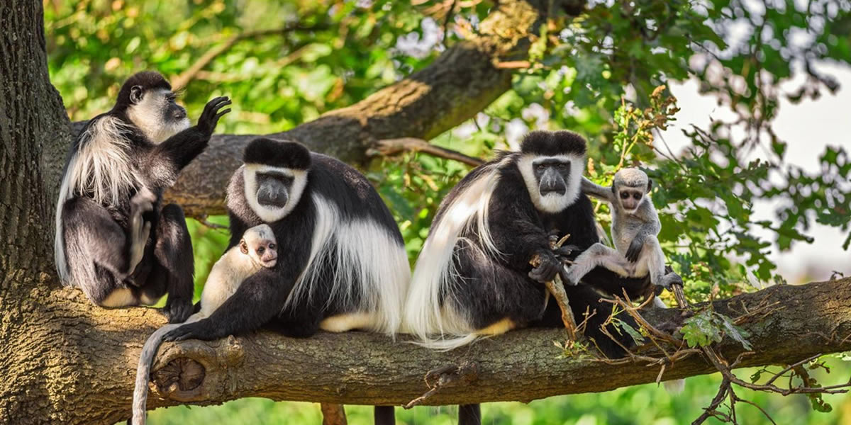 Rwanda-Primate-Safari-1