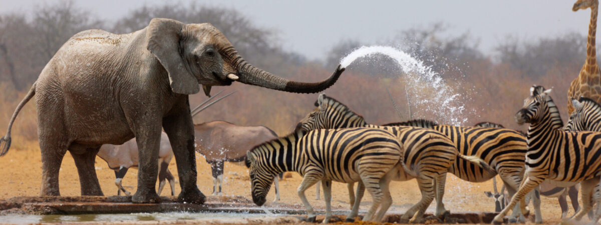 best safari