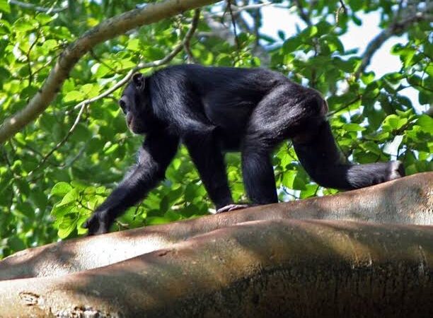 chimp