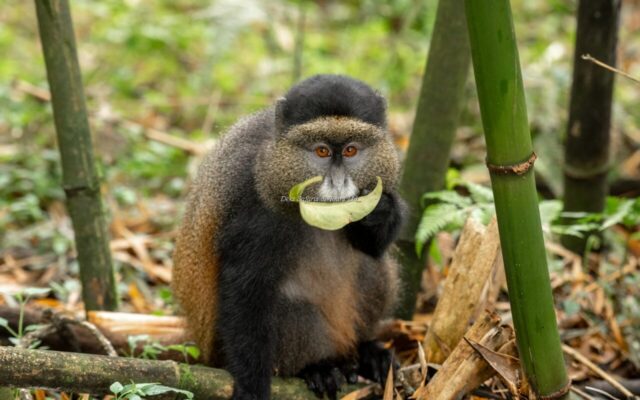 6 Days Mgahinga Hiking Safari