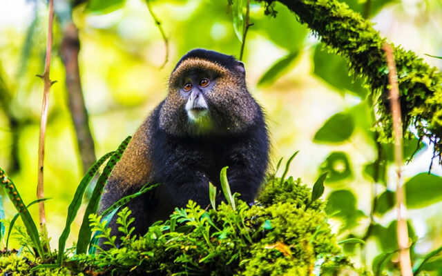 golden-monkey