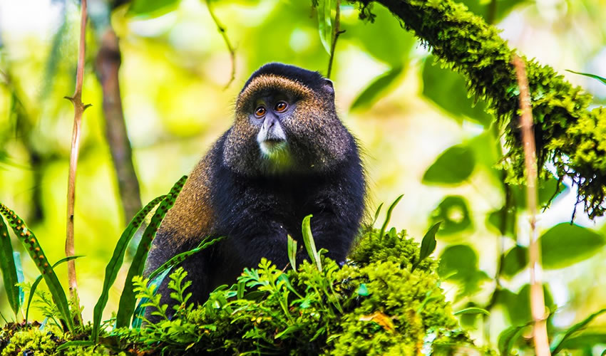 golden-monkey