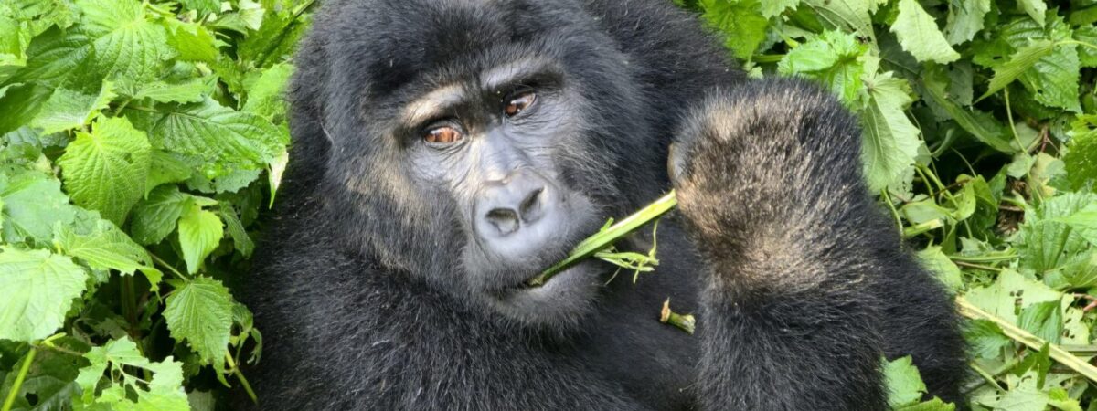 gorillas