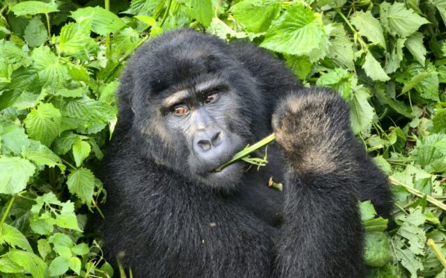7 Days Uganda Primates and Wildlife Safari