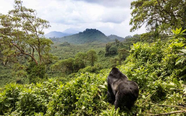3 Days Uganda Gorilla trekking from Kigali Rwanda