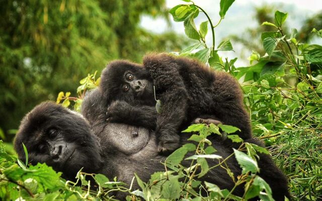 5 Days Uganda Gorilla and chimpanzee trekking