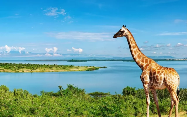 18 Days Uganda, Kenya and Tanzania Safari