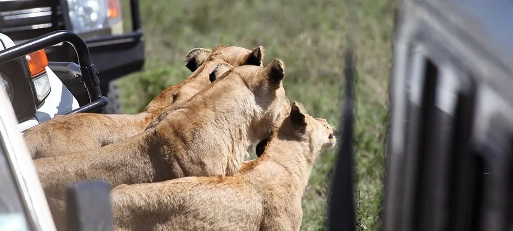 game drive in mara