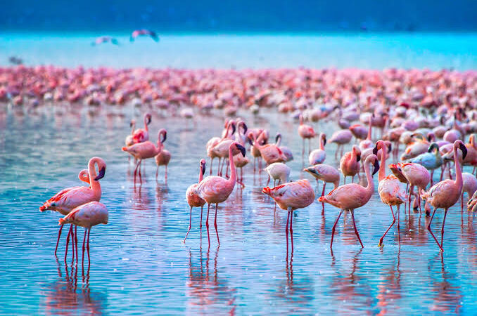 lake nakuru