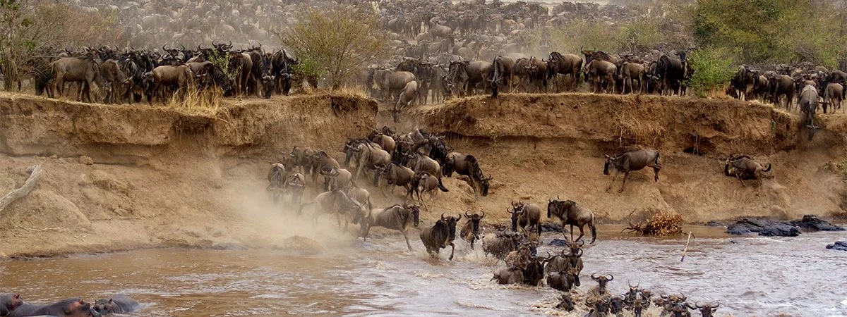 massai mara
