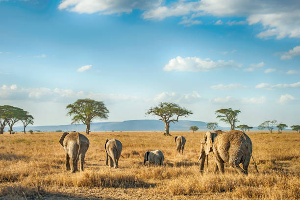 serengeti view