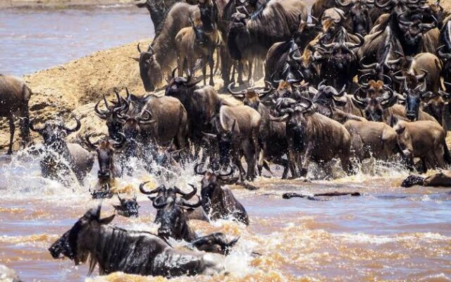 9 Days Masai Mara & Serengeti Wildlife Safari