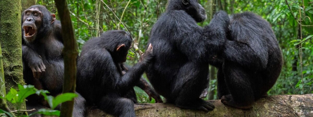 chimpans