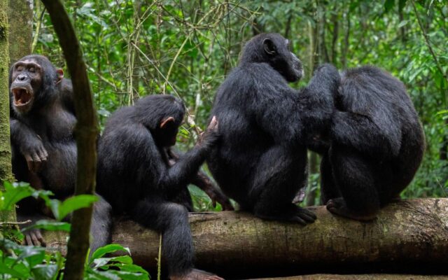 7 Days primates and Wildlife Safaris from Kigali