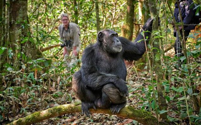5 Days Rwanda Gorilla & Nyungwe Chimps Tour