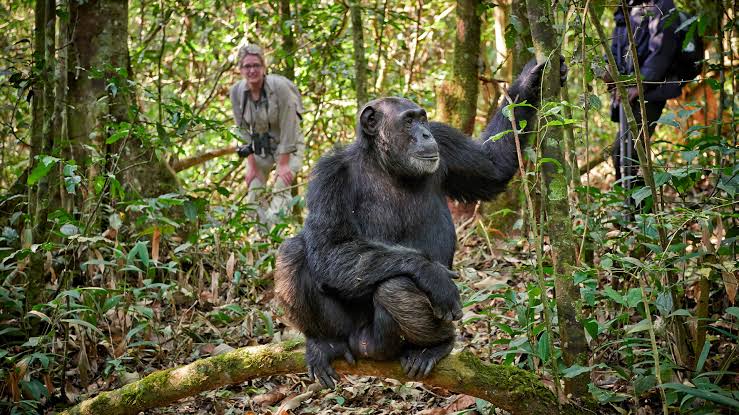 chimps