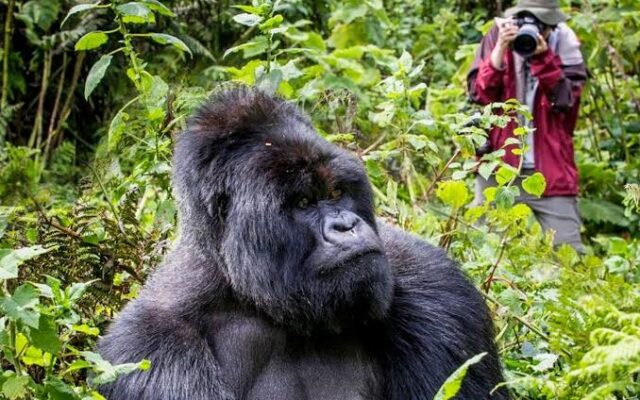 8 Day Wildlife and Gorilla Safari