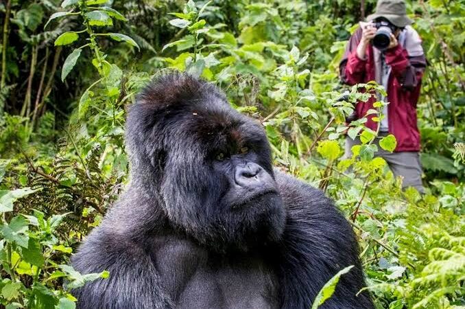gorilla trekkings