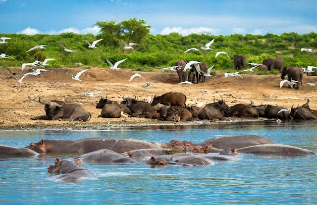 kazinga boat cruise
