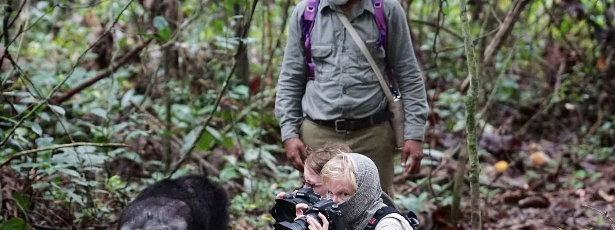 mahale_chimps_nkuringo