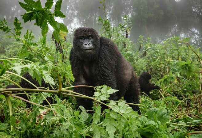 uf gorillas