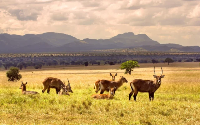 10 days Uganda and Rwanda Safari from Kigali