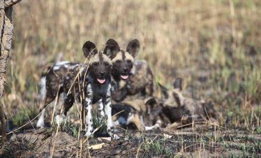 1-Day Mkomazi Scenic Safari