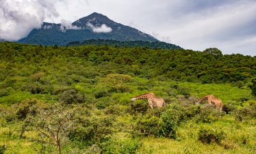 1-Day Adventure Discover Nature of Arusha National Park