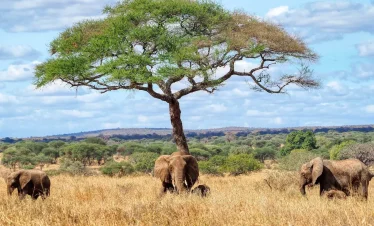 1-Day Explore Tarangire