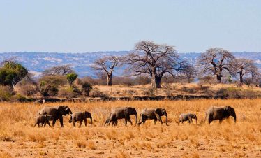 1-Day Tarangire Trip (Group Tour)