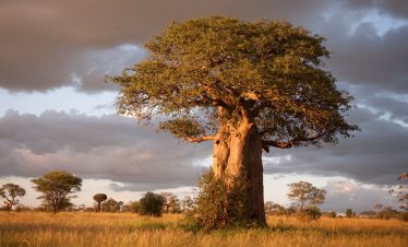 1-Day Tarangire National Park Safari Experience