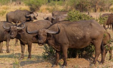 5-Day Victoria Falls, Chobe Park & Hwange National Park