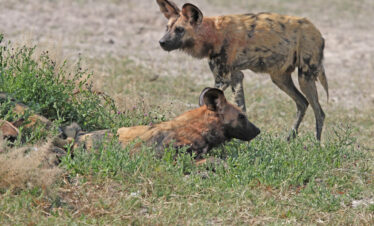 4-Day Savuti Expedition