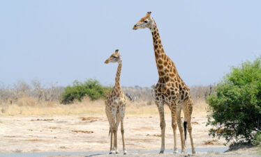 5-Day Savuti, Khwai, and Mababe Safari